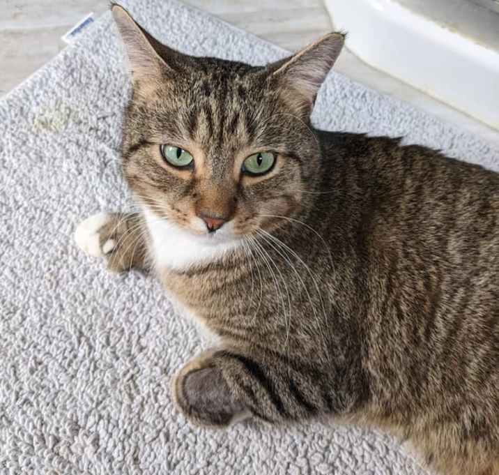 Photo of Cap'n Cookie