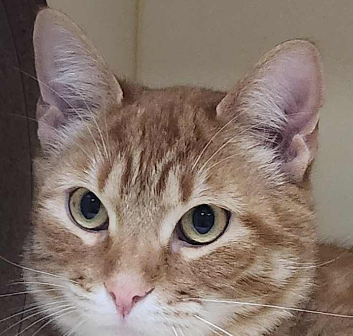 Photo of Sheldon
