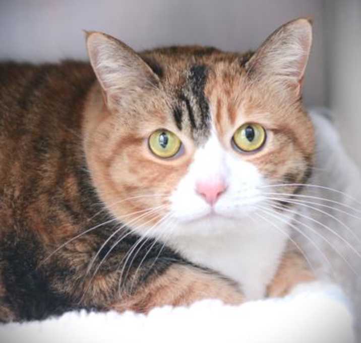 Photo of Misty