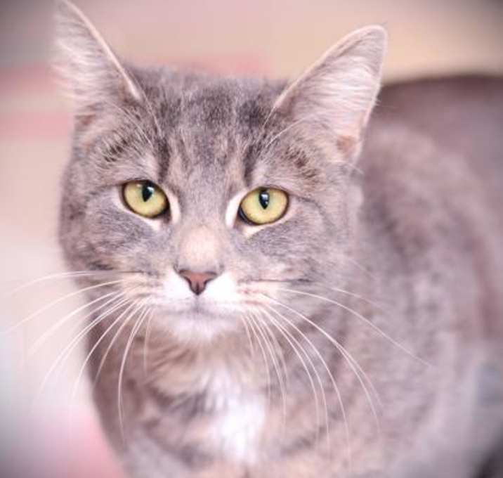 Photo of Bella Mia
