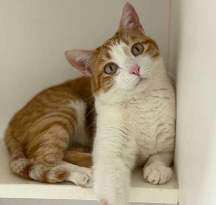 Photo of Mango (Taiki)