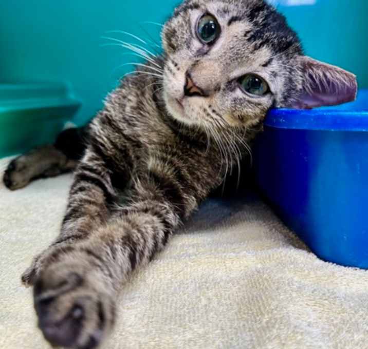 Photo of Missy