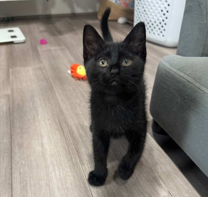 Photo of Nori