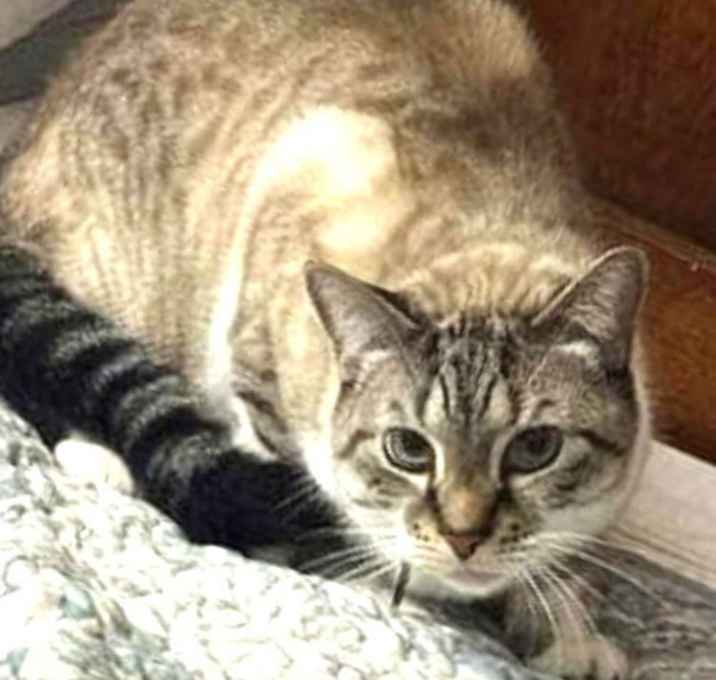Photo of Whiskers