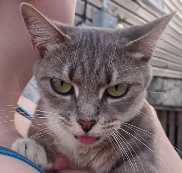 Photo of Meowly Cyrus