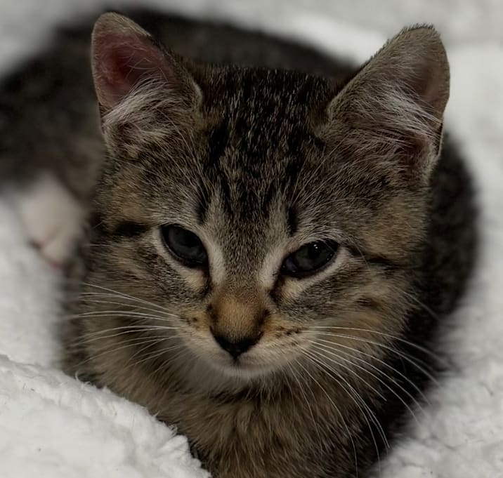 Photo of Junie