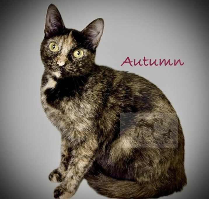 Photo of AUTUMN