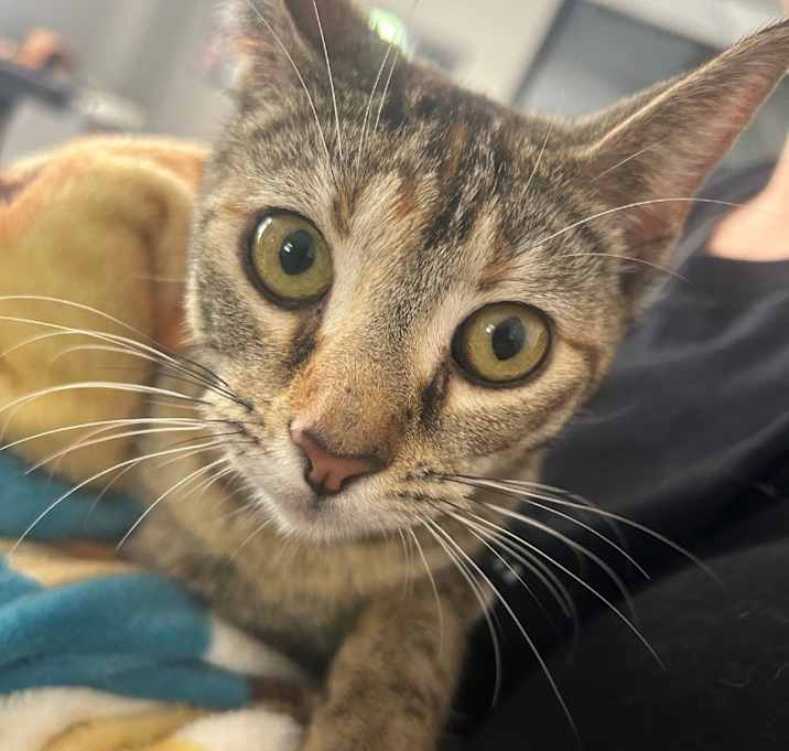 Photo of Mittens