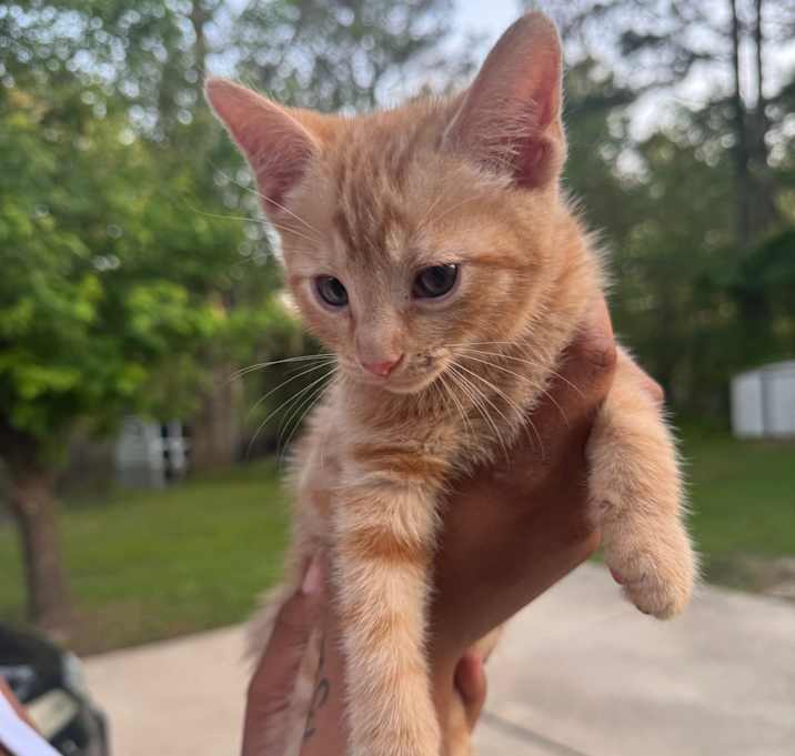 Photo of Golden