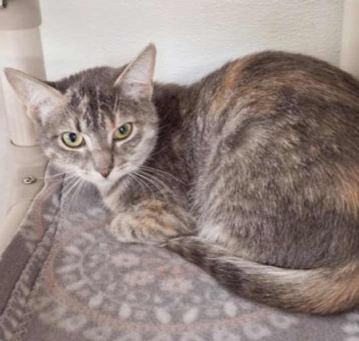 Photo of Pebbles