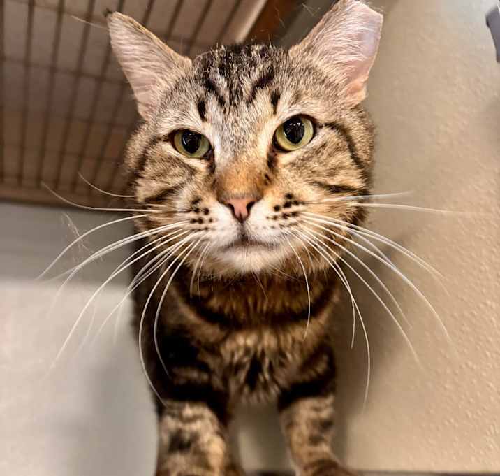 Photo of Simba