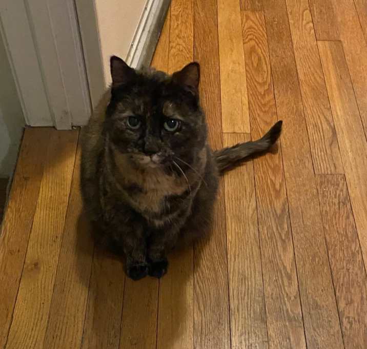 Photo of Bella