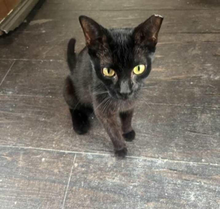 Photo of Shadow