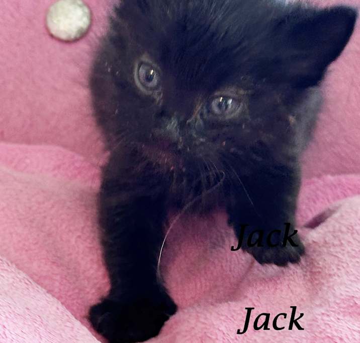 Photo of BABY JACK!