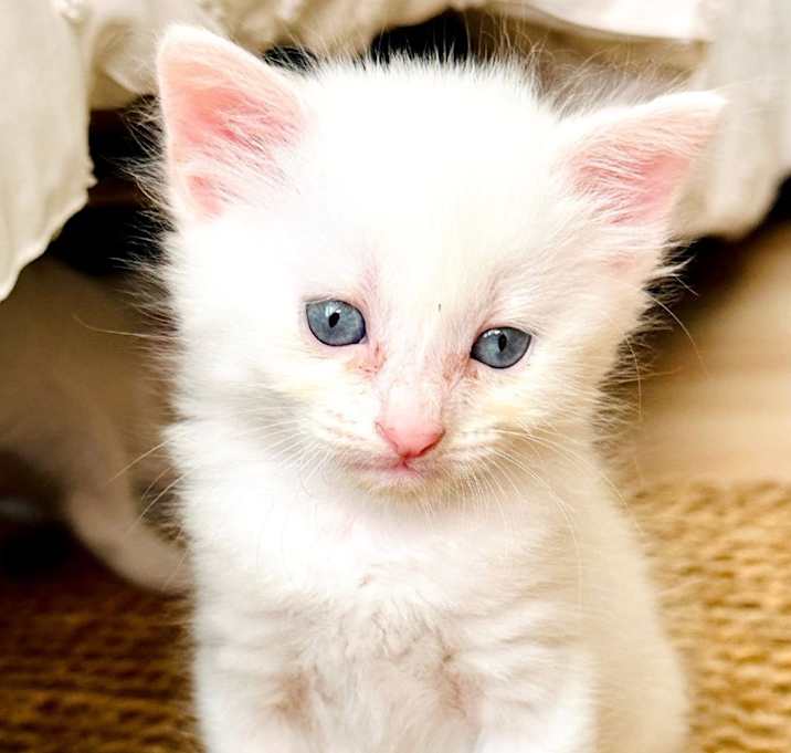 Photo of Pearl