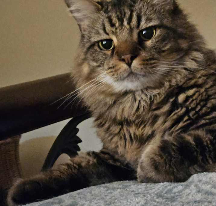 Photo of Potato