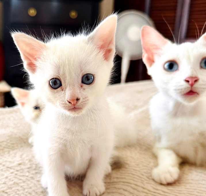 Photo of Opal