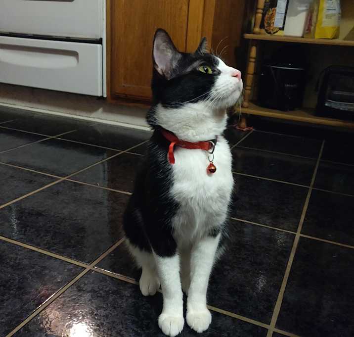 Photo of Ace