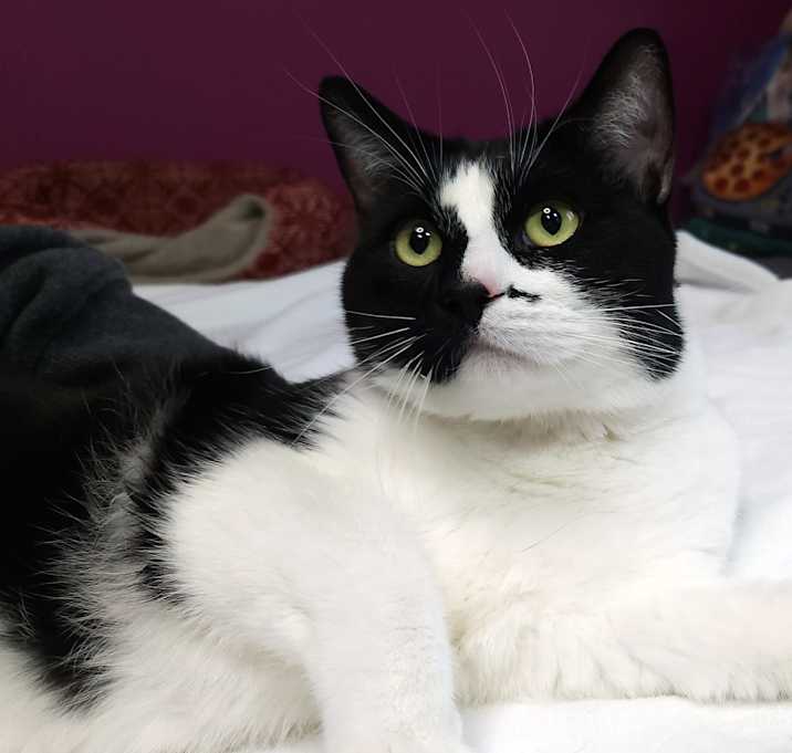 Photo of Zorro