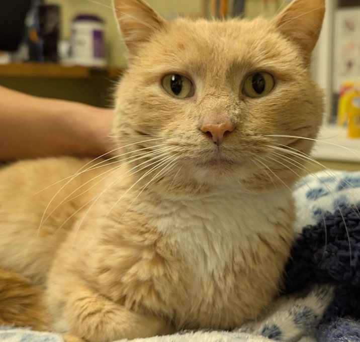 Photo of Old Man Orange