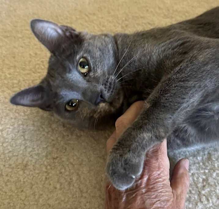 Photo of Cranberry