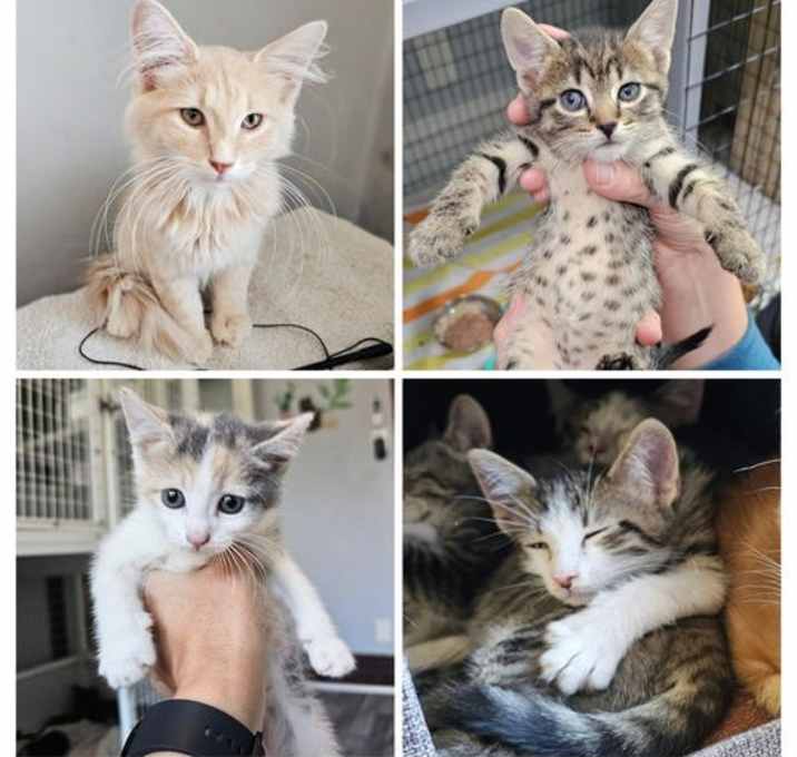 Photo of Kittens
