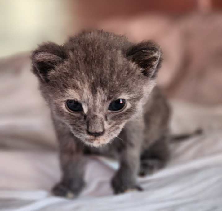 Photo of Vixen