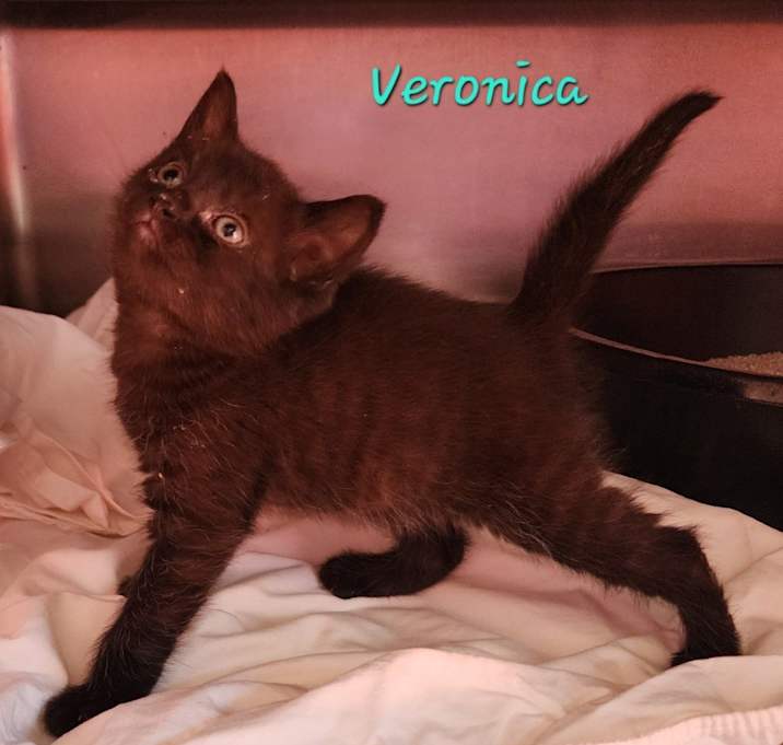 Photo of Veronica