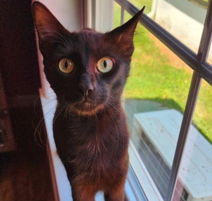 Photo of Pickles