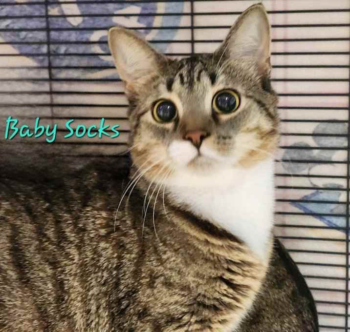 Photo of Baby Socks