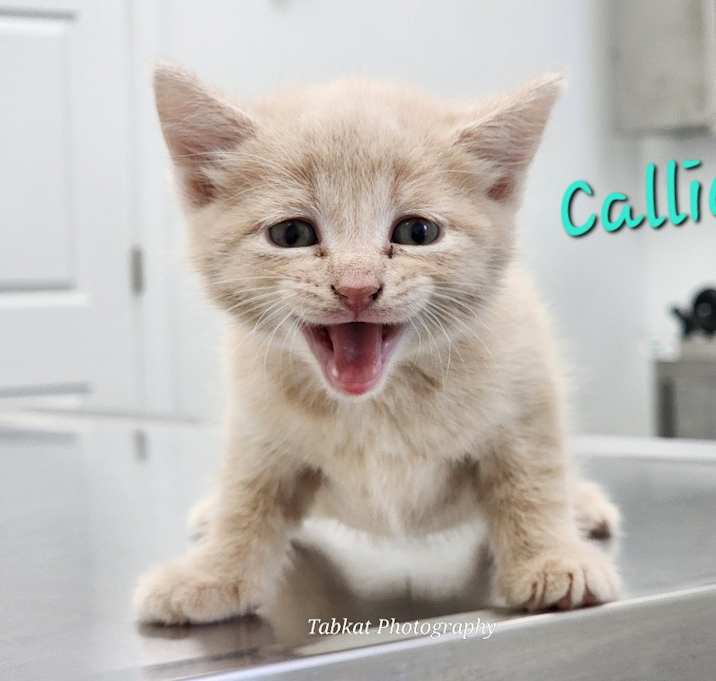 Photo of Calliope