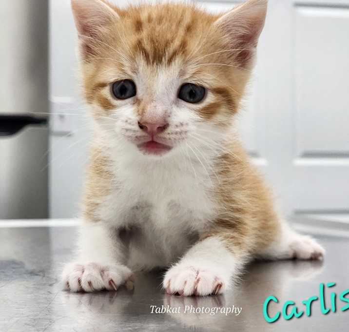 Photo of Carlisle