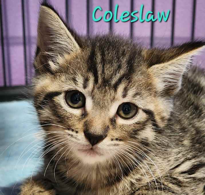 Photo of Coleslaw