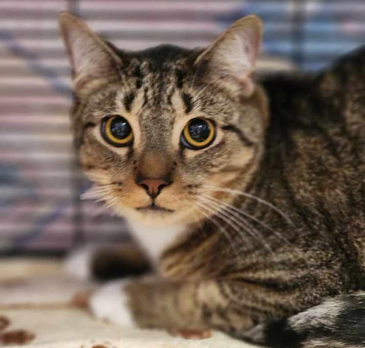 Photo of Baby Bandit