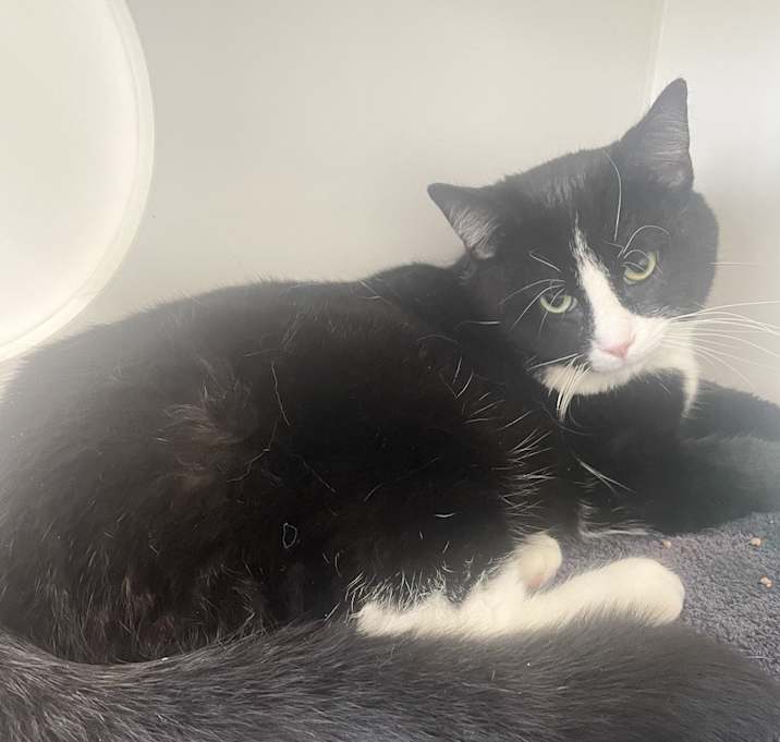 Photo of Brando ~ Sponsored Adopt Fee!