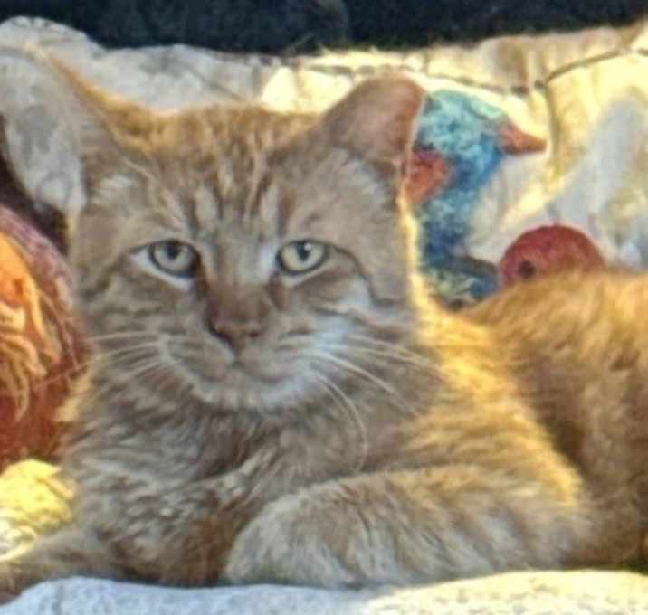 Photo of Garfield