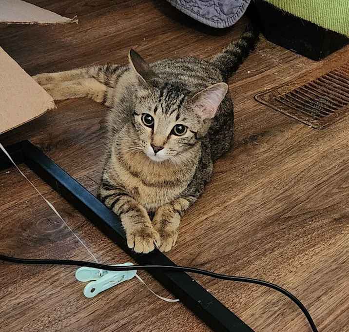 Photo of Jasper (Tabby)