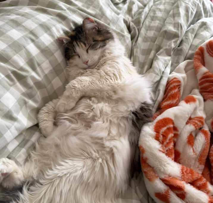 Photo of Sweet Pea