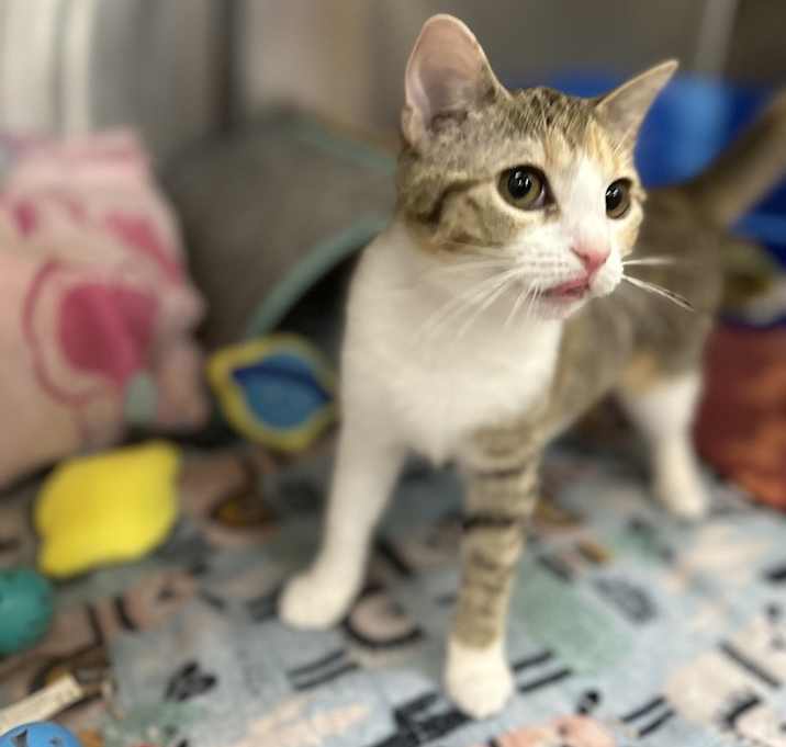 Photo of Piper