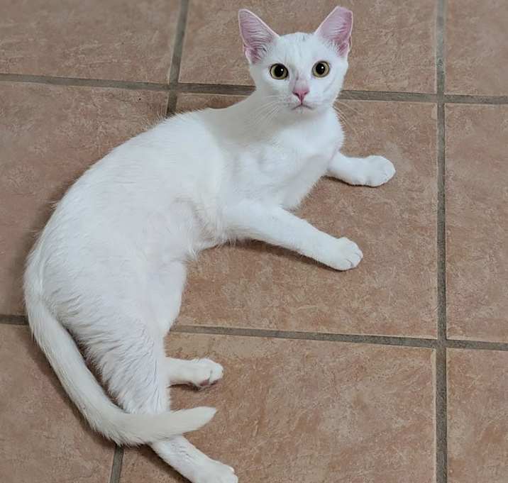 Photo of Sweet-Pea