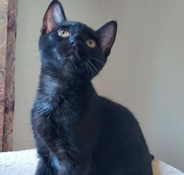 Photo of Chenille