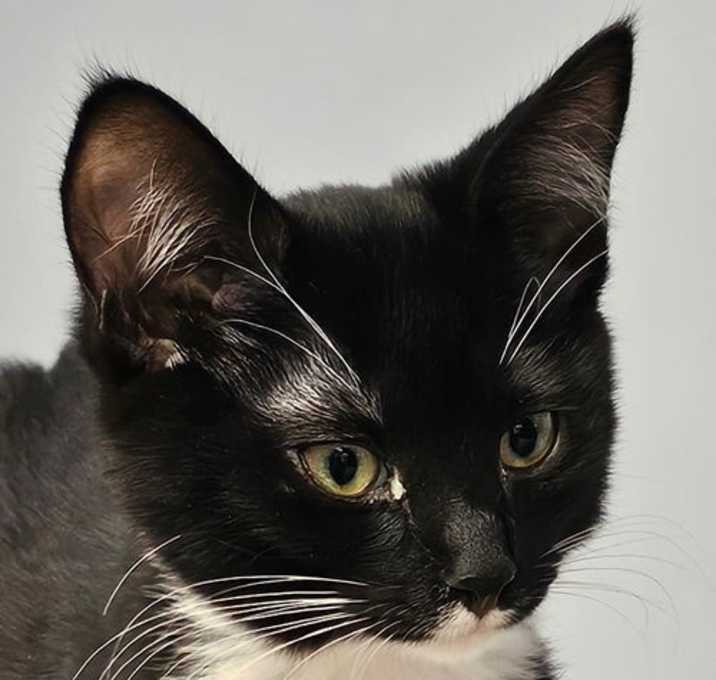 Photo of Frankie