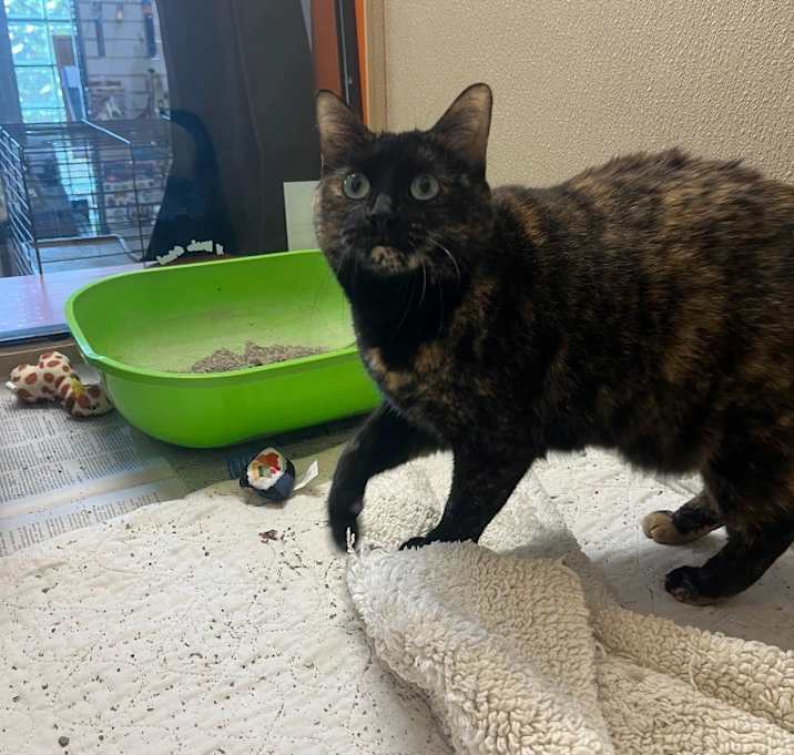 Photo of Bibbi