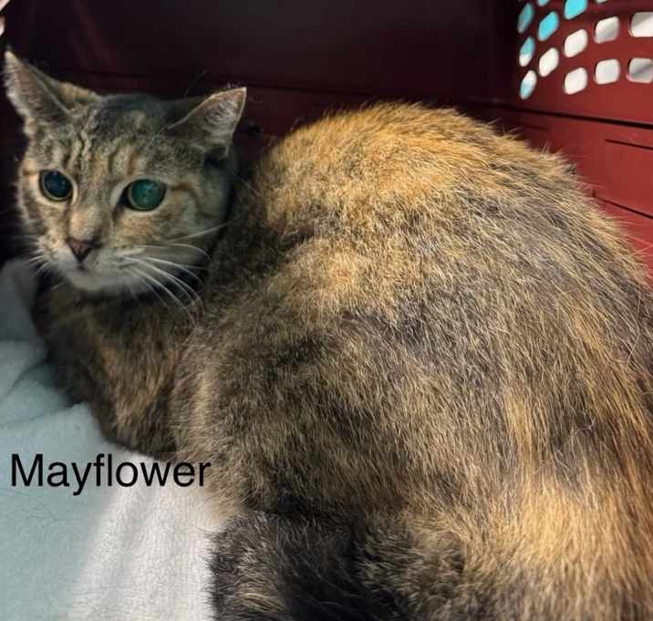Photo of Mayflower