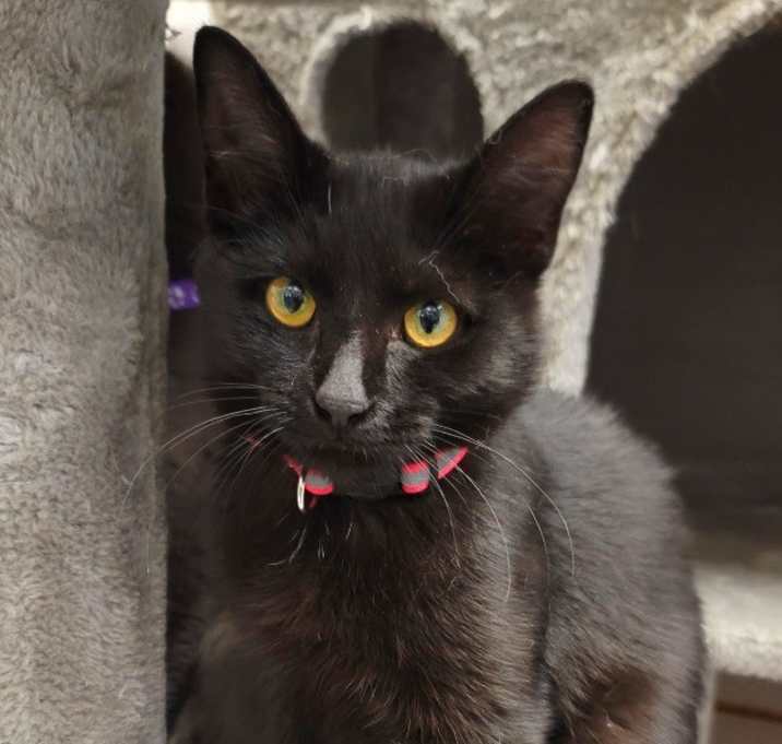 Photo of Mimosa