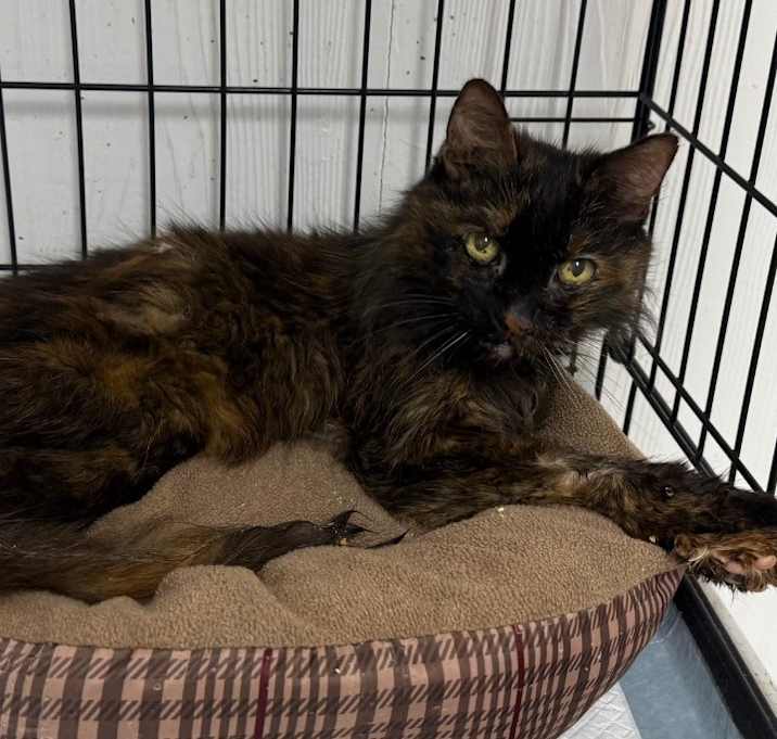 Photo of Minerva
