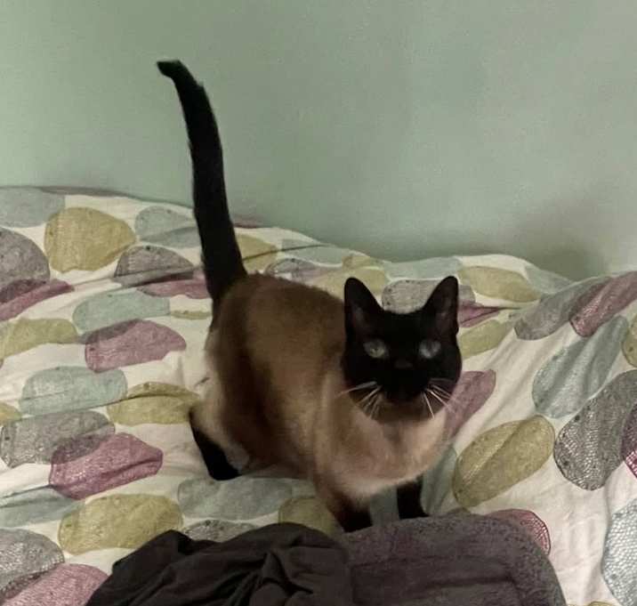 Photo of Olive