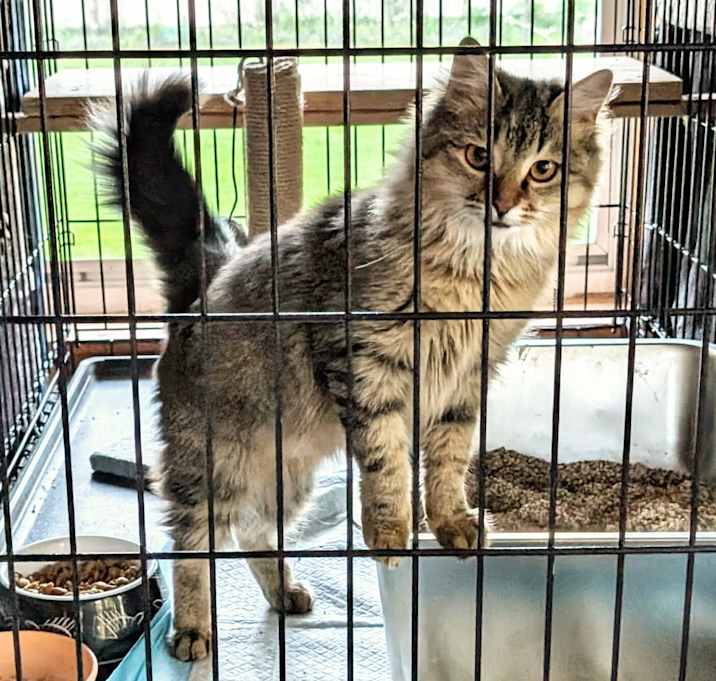 Photo of Bricia   (Spicy -Maine Coon)