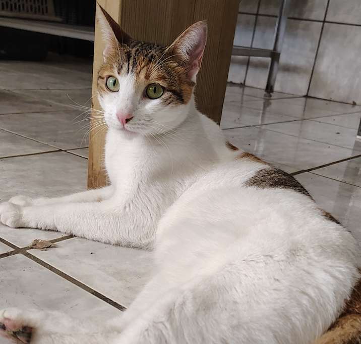 Photo of Kallie (fka Alegre)