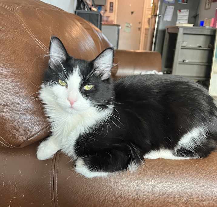 Photo of Kitty Kitters